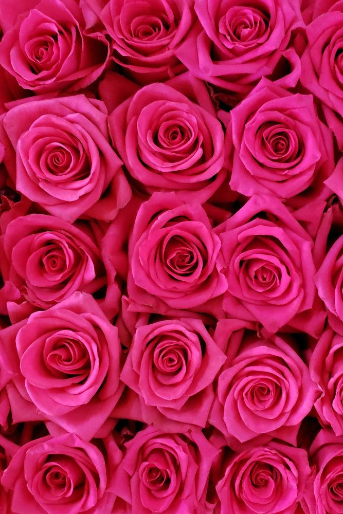 Declaration of Love in a Vase