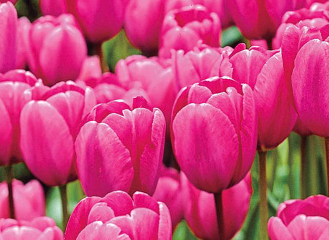 giant luxury flower arrangements LA