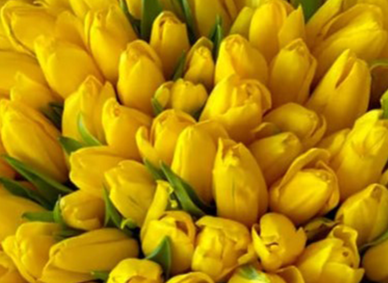 giant luxury flower arrangements LA